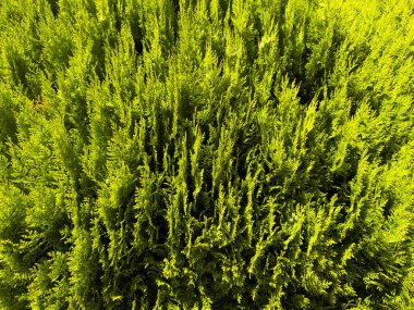 kozalak, yemyeşil yapraklar, yeşil dallar, selvi ağacı, thuja yaprakları, sedir dokusu, doğa arka planı, taze yeşillik, çam ağacı benzeri iğneler, botanik gibi yakın plan, canlı yeşil, yeşillik deseni, bahçe. Yüksek kalite fotoğraf