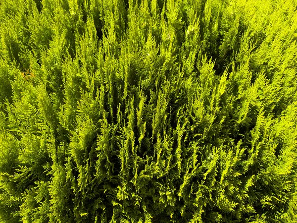 kozalak, yemyeşil yapraklar, yeşil dallar, selvi ağacı, thuja yaprakları, sedir dokusu, doğa arka planı, taze yeşillik, çam ağacı benzeri iğneler, botanik gibi yakın plan, canlı yeşil, yeşillik deseni, bahçe. Yüksek kalite fotoğraf