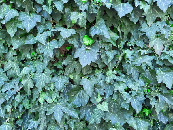 Doğal yeşil yapraklar arka planda doğal yeşil çit duvarı, ağaç yaprakları arka planda. Taze yeşil yapraklı çalılar çimenlikte yetişiyor, çevre dostu. Yakın plan. Yüksek kalite fotoğraf