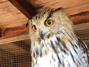 Hint kartalı baykuş portresi bubo bengalensis