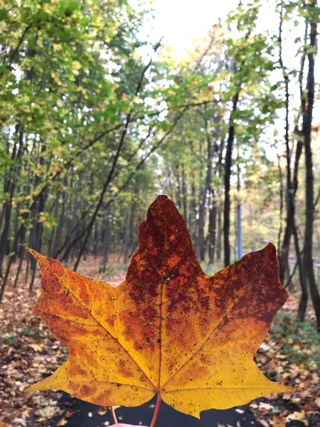 Ellerinde portakal yaprağı, sonbahar, yağmur, portakal yaprağı, kopyalama alanı