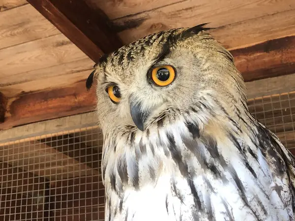 Hint kartalı baykuş portresi bubo bengalensis