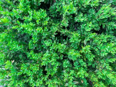 Closeup green leaves background, Overlay fresh leaf pattern, Natural foliage textured and background. High quality photo