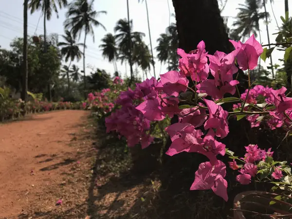 Tropik Bahçe 'de canlı Pembe Bougainvillea Çiçekleri. Yüksek kalite fotoğraf
