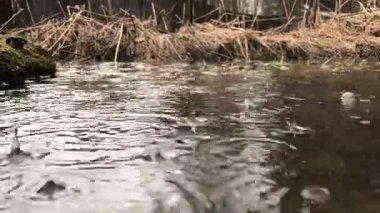 Yağmur damlaları ormandaki su birikintisine düşer.