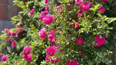 Pembe çiçekli bir çalı. Çiçekler tamamen çiçek açmış. Çalı yeşildir ve çok fazla yaprağı vardır.