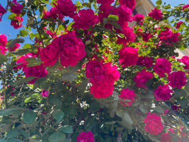 Bahçede bir demet pembe gül açıyor. Gökyüzü mavi ve berrak. Güller çiçek açmış ve çok güzeller.