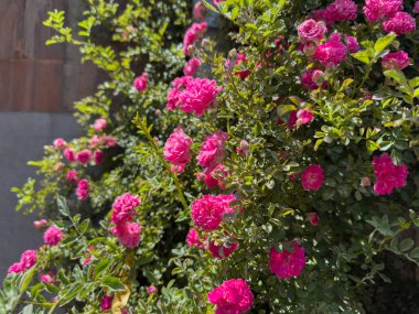 Bahçede bir demet pembe gül açıyor. Güller çiçek açmış ve çok güzeller.