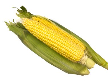 Yeşil saplı sarı bir mısır sapı, beyaz arka plan, kopyalama alanı, deri döşeme, üst manzara. Sapı hasat edilmek üzere.