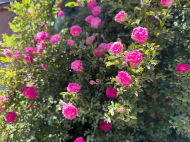 Bahçede bir demet pembe gül açıyor. Güller çiçek açmış ve çok güzeller.