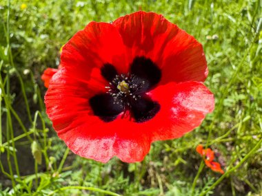 Yeşil arka planda izole edilmiş tek bir kırmızı haşhaş çiçeği başı. Yüksek kalite fotoğraf