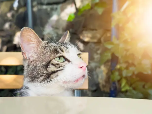 Masada oturan kedi yemek reklamı, afiş ve fotokopi alanı arıyor. Yüksek kalite fotoğraf