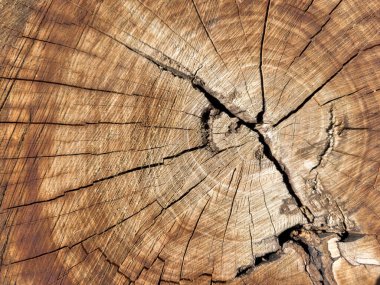 Odunların arka planı, ağaç kabuğu. Ortasında delik olan büyük bir tahta parçası. Ortasında delik olan büyük bir tahta parçası. Ahşap ikiye bölündü.