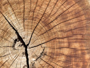 Odunların arka planı, ağaç kabuğu. Ortasında delik olan büyük bir tahta parçası. Ortasında delik olan büyük bir tahta parçası. Ahşap ikiye bölündü.