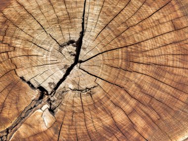 Odunların arka planı, ağaç kabuğu. Ortasında delik olan büyük bir tahta parçası. Ortasında delik olan büyük bir tahta parçası. Ahşap ikiye bölündü.