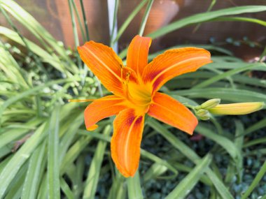 Sarı merkezli tek bir turuncu çiçek. Çiçek yeşil yapraklarla çevrilidir. Çiçek görüntünün ön planında.