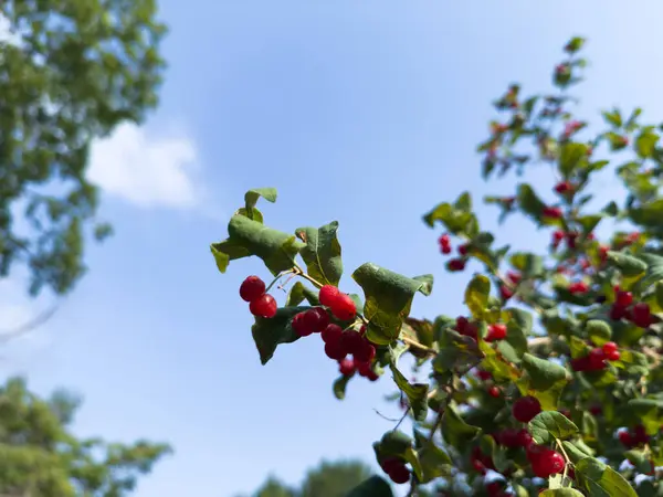Üzerinde kırmızı meyveler olan bir ağaç. Gökyüzü mavi. Yapraklar yeşil.