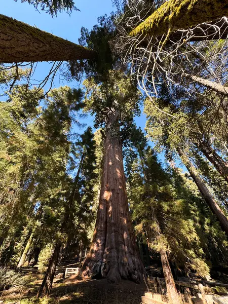 General Sherman Dev Sekoya Ağacı En Büyük Ağaç. Sequoia Ulusal Parkı 'ndaki dev sekoya ağaçları, Kaliforniya, ABD, Mariposa Grove of Giant Sequoias. Yüksek kalite fotoğraf