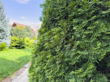 Yapraklı yeşil bir çalı bir evin önündedir. Çalı budanmış ve düzgün görünüyor.