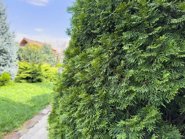 Yapraklı yeşil bir çalı bir evin önündedir. Çalı budanmış ve düzgün görünüyor.