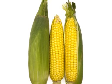 Yeşil saplı sarı bir mısır sapı, beyaz arka plan, kopyalama alanı, deri döşeme, üst manzara. Sapı hasat edilmek üzere.