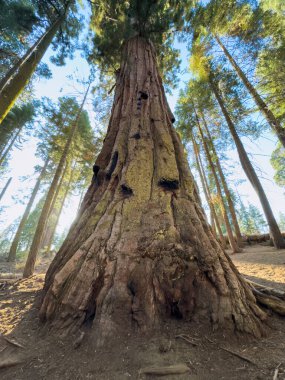 Sequoia Ulusal Parkı, Kaliforniya, ABD 'deki dev sekoya ağaçları, Dev Sequoias' ın Mariposa Korusu, General Sherman Dev Sequoia Ağacı En Büyük Ağacı. Yüksek kalite fotoğraf