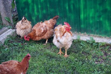Kırmızı tavuk çimlerin üzerinde yürüyor ve huzur içinde gagalıyor.
