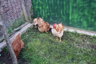 Kırmızı tavuk çimlerin üzerinde yürüyor ve huzur içinde gagalıyor.