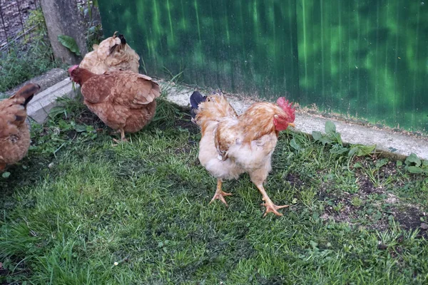 Röd Kyckling Går Över Ett Gräsfält Och Plockar Fridfullt — Stockfoto