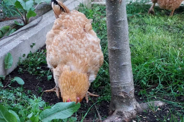 Rote Hühner Laufen Über Eine Wiese Und Picken Friedlich — Stockfoto