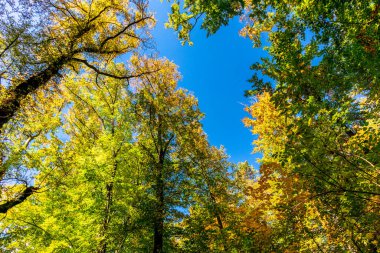 Küçük Sonbahar, Jena - Thüringen - Almanya topraklarında yürür.