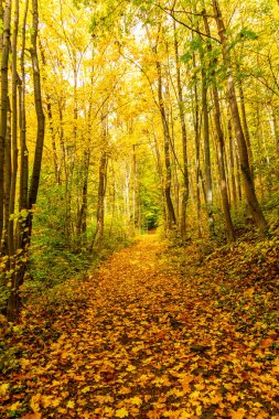 Bad Liebenstein - Thüringen - Almanya yakınlarındaki güzel park manzarasında küçük bir sonbahar yürüyüşü.