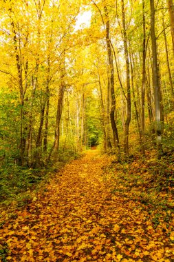Bad Liebenstein - Thüringen - Almanya yakınlarındaki güzel park manzarasında küçük bir sonbahar yürüyüşü.