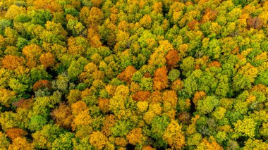 Bad Liebenstein - Thüringen - Almanya yakınlarındaki güzel park manzarasında küçük bir sonbahar yürüyüşü.