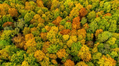 Bad Liebenstein - Thüringen - Almanya yakınlarındaki güzel park manzarasında küçük bir sonbahar yürüyüşü.