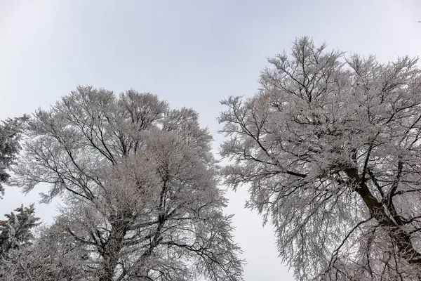 Första Korta Vintervandringen Rennsteig Nära Floh Seligenthal Thüringen Tyskland — Stockfoto