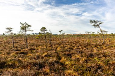 Schwarzen Mağribi - Fladungen - Bavyera yakınlarındaki Rhn 'de kış gezisi