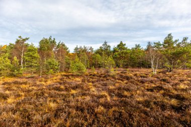 Schwarzen Mağribi - Fladungen - Bavyera yakınlarındaki Rhn 'de kış gezisi
