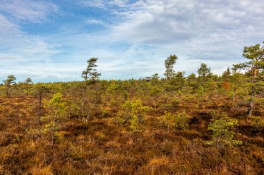 Schwarzen Mağribi - Fladungen - Bavyera yakınlarındaki Rhn 'de kış gezisi