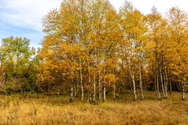 Schwarzen Mağribi - Fladungen - Bavyera yakınlarındaki Rhn 'de kış gezisi