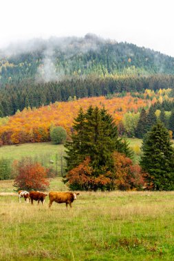 Yaz keşfi turu Steinbach-Hallenberg yakınlarındaki Thuringian Ormanı 'nda