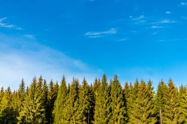 Oberhof, Thüringen, Almanya yakınlarındaki Thüringen Ormanı 'nda sonbahar keşfi turu