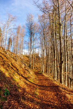 Oberhof, Thüringen, Almanya yakınlarındaki Thüringen Ormanı 'nda sonbahar keşfi turu