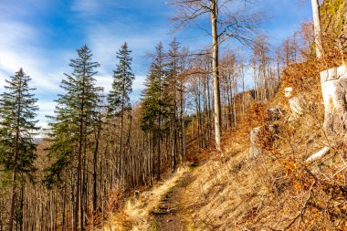 Oberhof, Thüringen, Almanya yakınlarındaki Thüringen Ormanı 'nda sonbahar keşfi turu