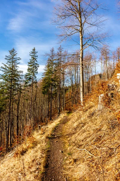Oberhof Thüringen Almanya Yakınlarındaki Thüringen Ormanı Nda Sonbahar Keşfi Turu — Stok fotoğraf