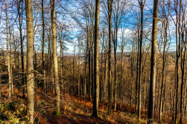 Осенний Тур Тюрингскому Лесу Недалеко Оберхофа Тюрингия Германия — стоковое фото