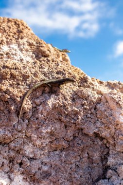 Çiçek adasındaki yolda Madeira ve çok yönlü manzarası - Madeira - Portekiz 