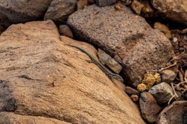 Çiçek adasındaki yolda Madeira ve çok yönlü manzarası - Madeira - Portekiz 