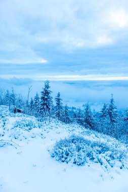 Beautiful winter landscape on the heights of the Thuringian Forest near Oberhof - Thuringia - Germany