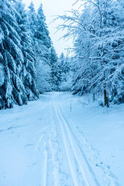 Beautiful winter landscape on the heights of the Thuringian Forest near Oberhof - Thuringia - Germany